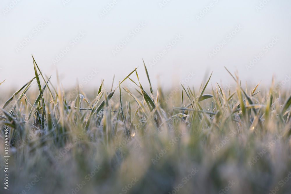 green wheat, frost green wheat, frost