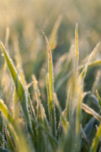 green wheat, frost 