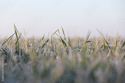 green wheat, frost 