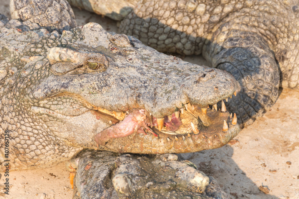 wildlife crocodile catches and eating a chicken wildlife crocodile catches and eating a chicken