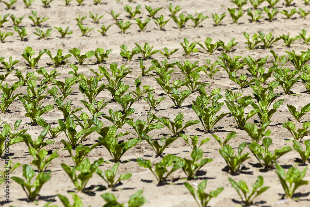Obraz premium field with beetroot 