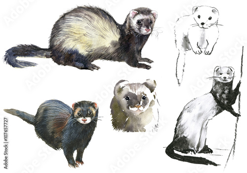 Ferrets.Pencil and watercolor drawing on white background