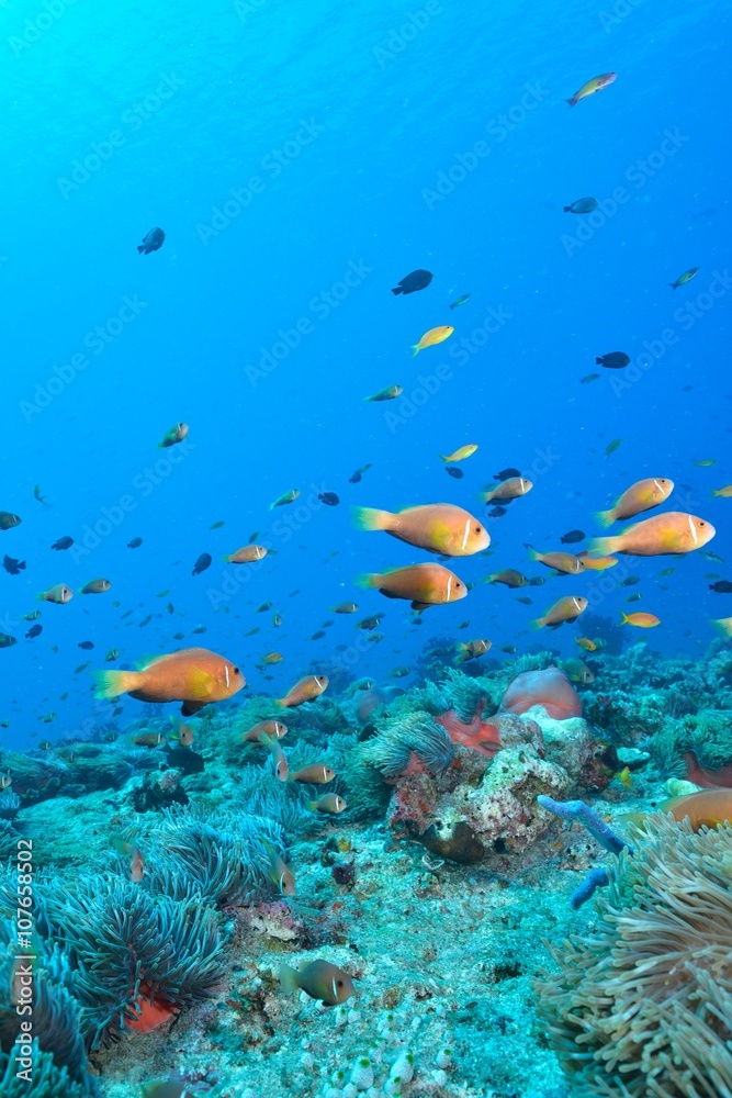 Fototapeta premium maldives anemonefish