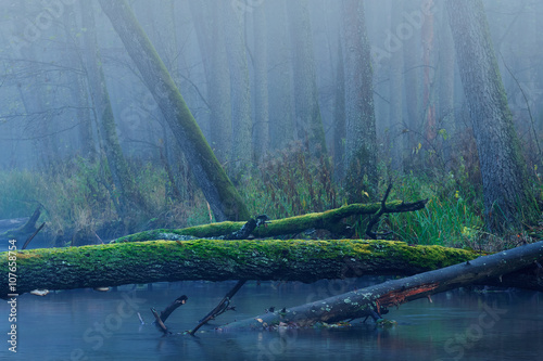 Fototapeta Naklejka Na Ścianę i Meble -  Dzika przyroda - rzeka w lesie. Warmia i Mazury.