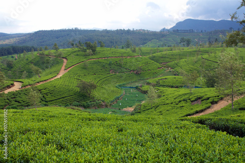 Teeplantage auf Sri Lanka © Peter Maszlen