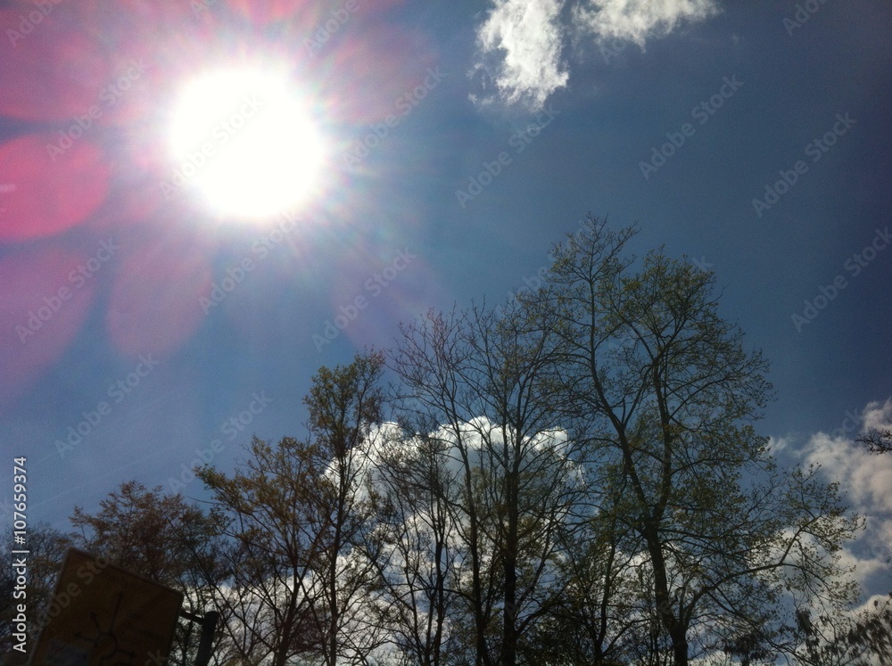 Fototapeta premium Sonnenblüte am Frühlingshimmel