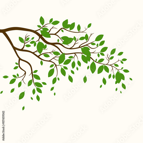 Vector Illustration of a Branch with Green Leaves