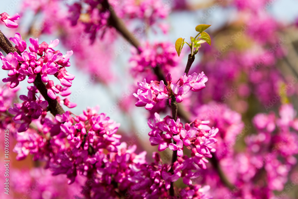 Fototapeta premium blooming bush in early spring