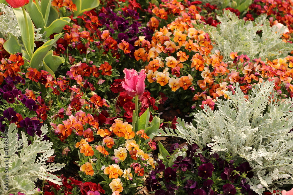 パンジーの花 パンジーの花