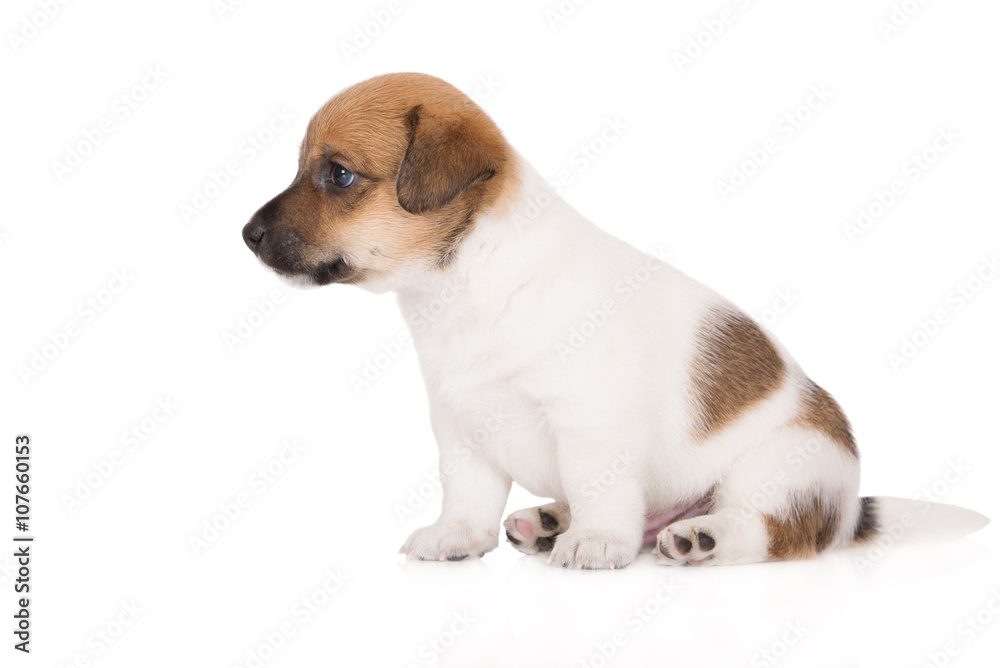 adorable jack russell terrier puppy on white