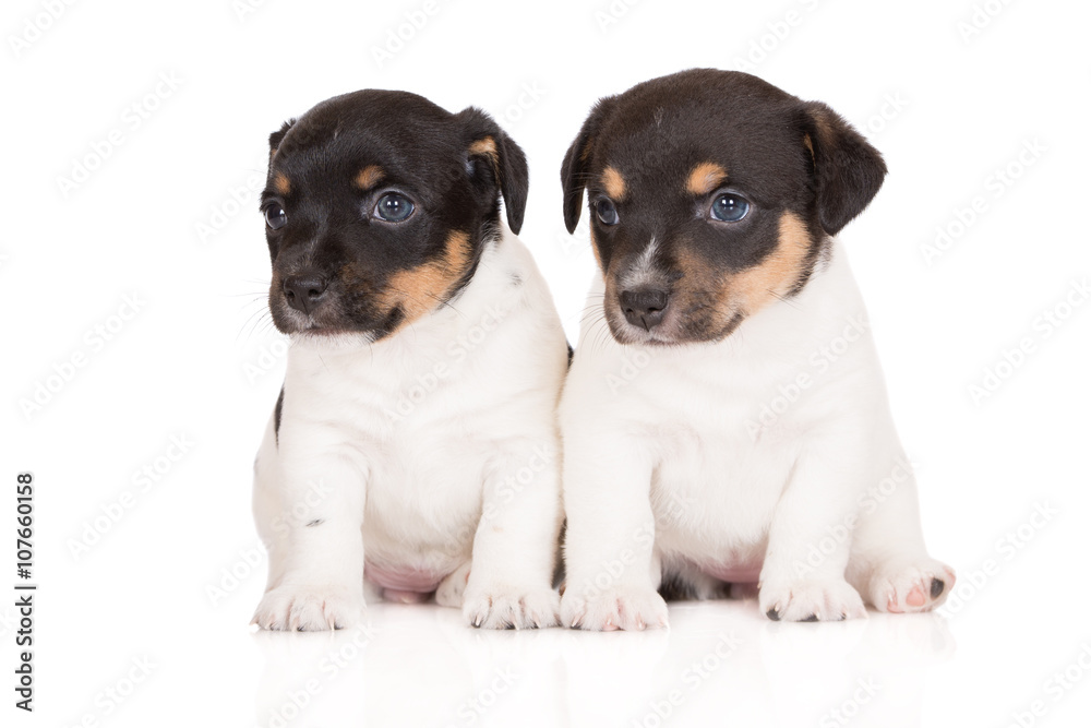 two tricolor jack russell terrier puppies together on white two tricolor jack russell terrier puppies together on white