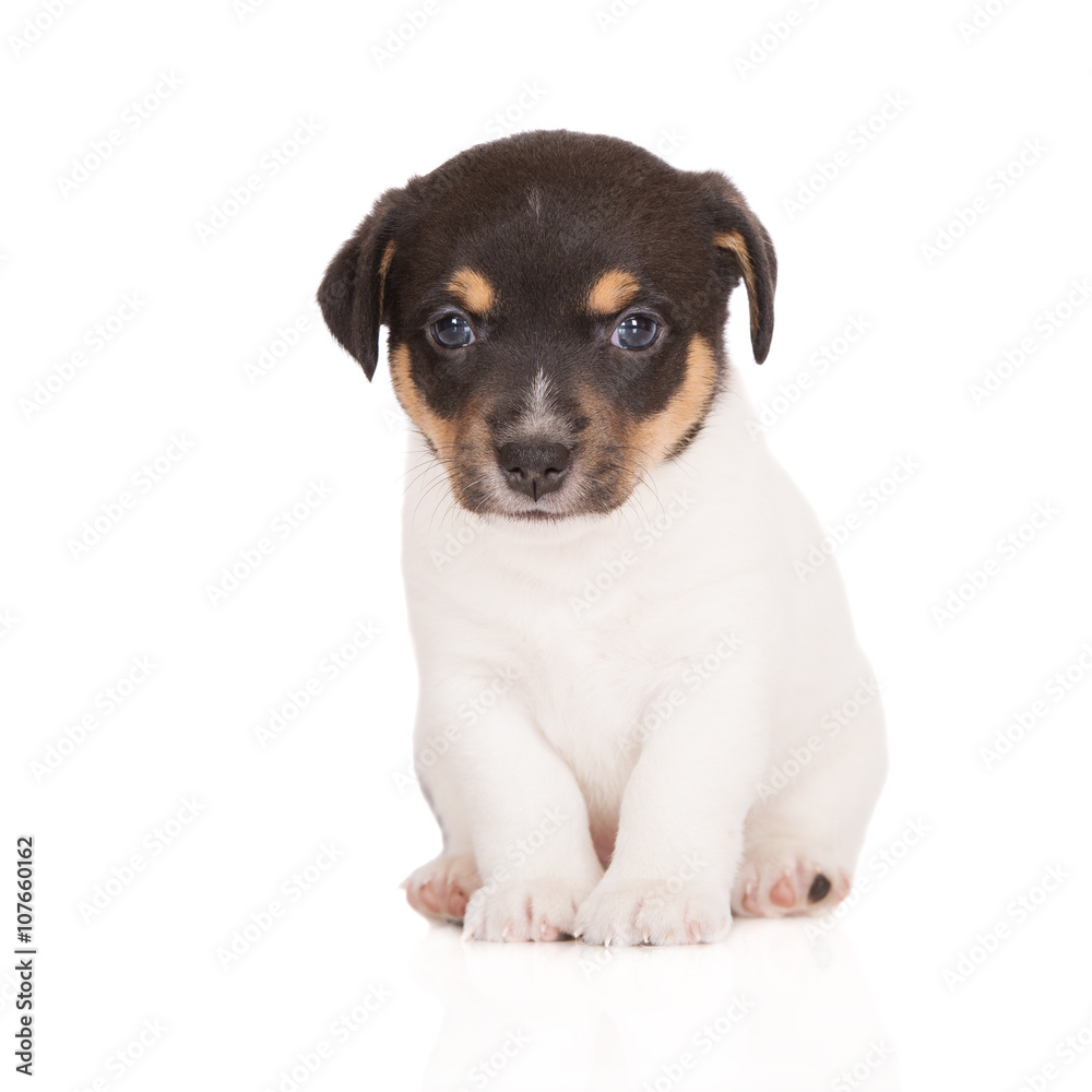 tricolor jack russell terrier puppy sitting on white