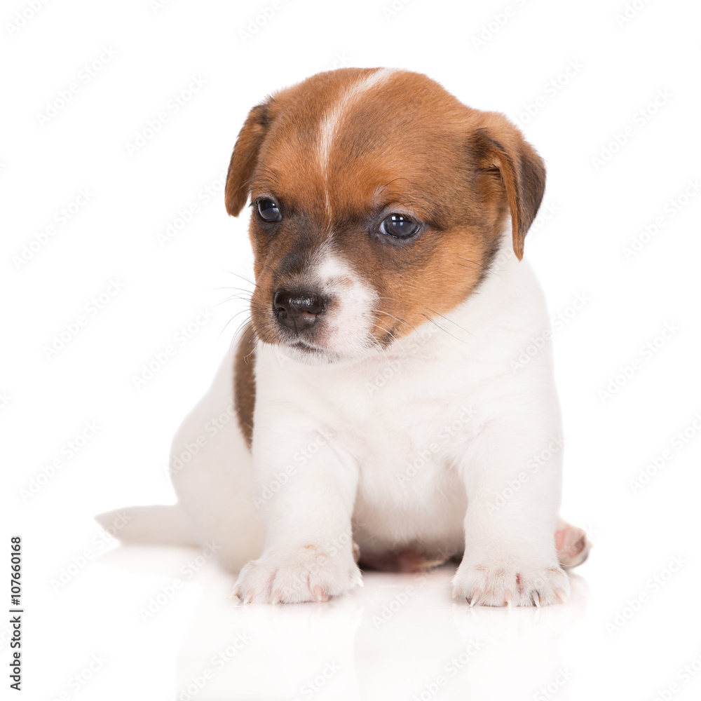 red and white jack russell terrier puppy 