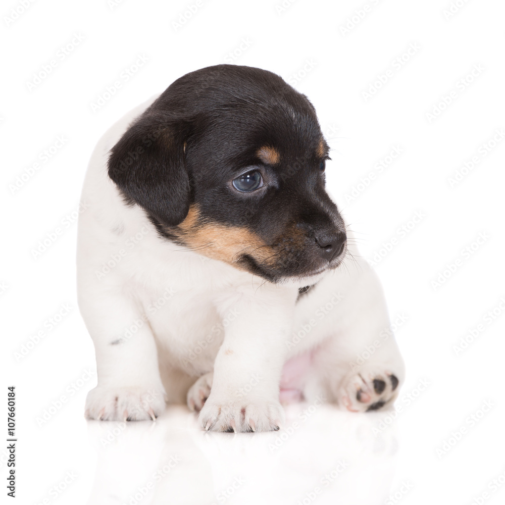 tricolor jack russell terrier puppy on white