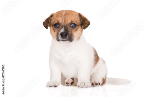 red and white jack russell terrier puppy 