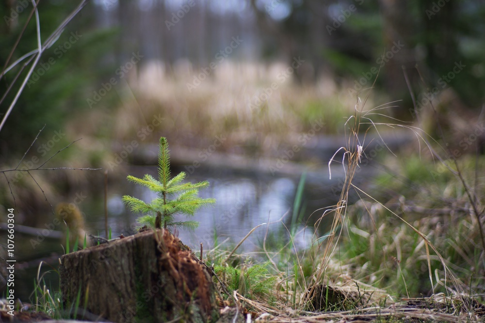 Detailed Picture of the young and small spruce tree growing on the old and rotten tree stump. Picture taken in the spring in wet swamp in the forest in the Czech Republic national park.