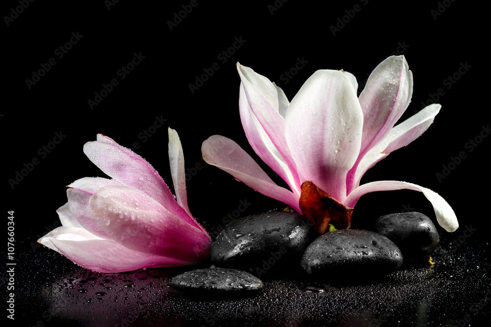 Obraz premium Kwiaty magnolii i kamienie zen na czarnym tle