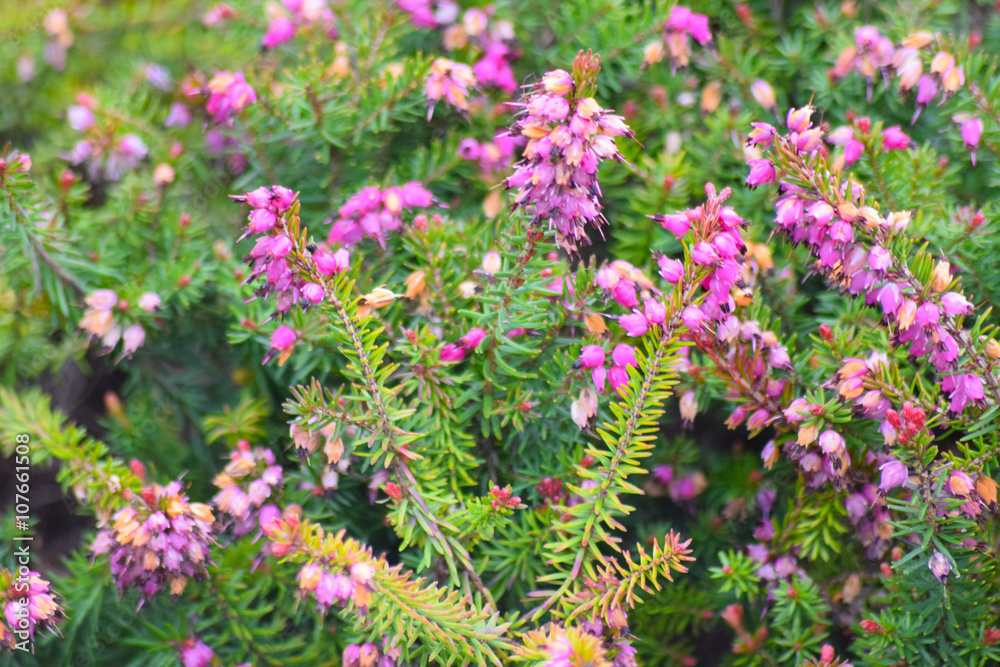 Bruyère en fleurs Bruyère en fleurs