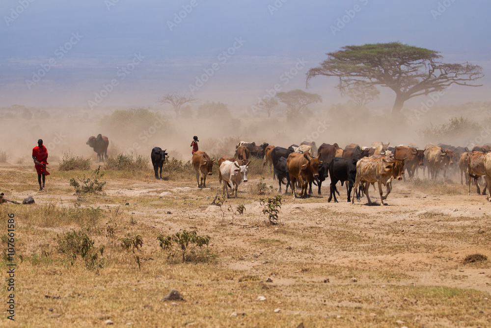 Masai cows on african savannah
