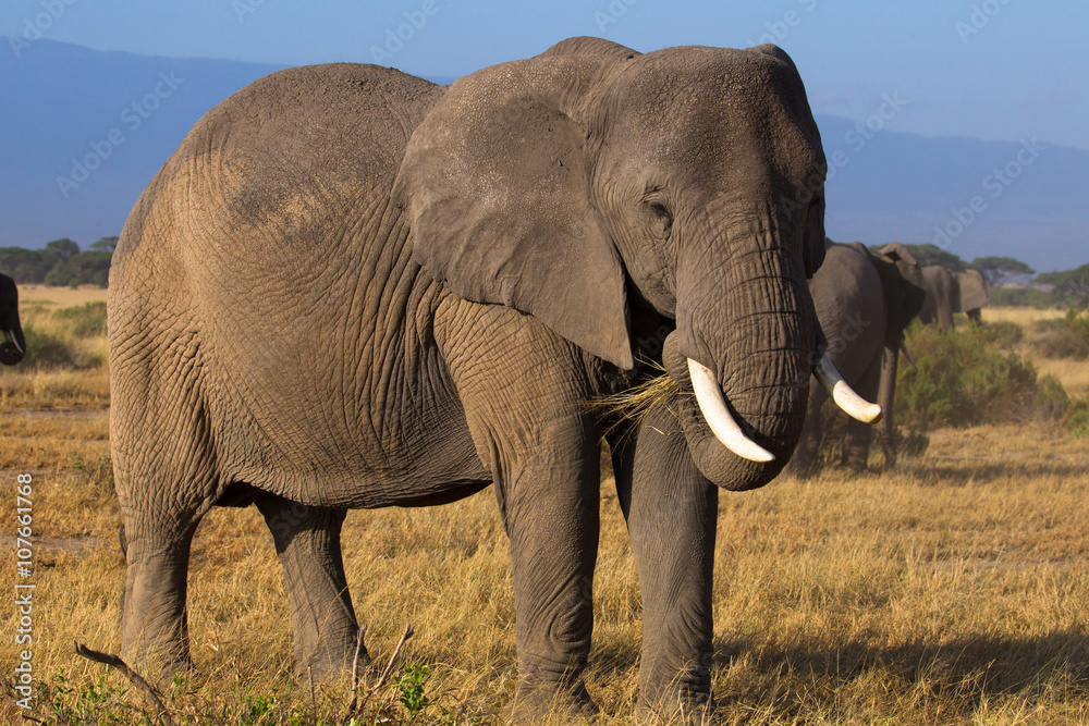 Big elephants on african savannah in misty morning light