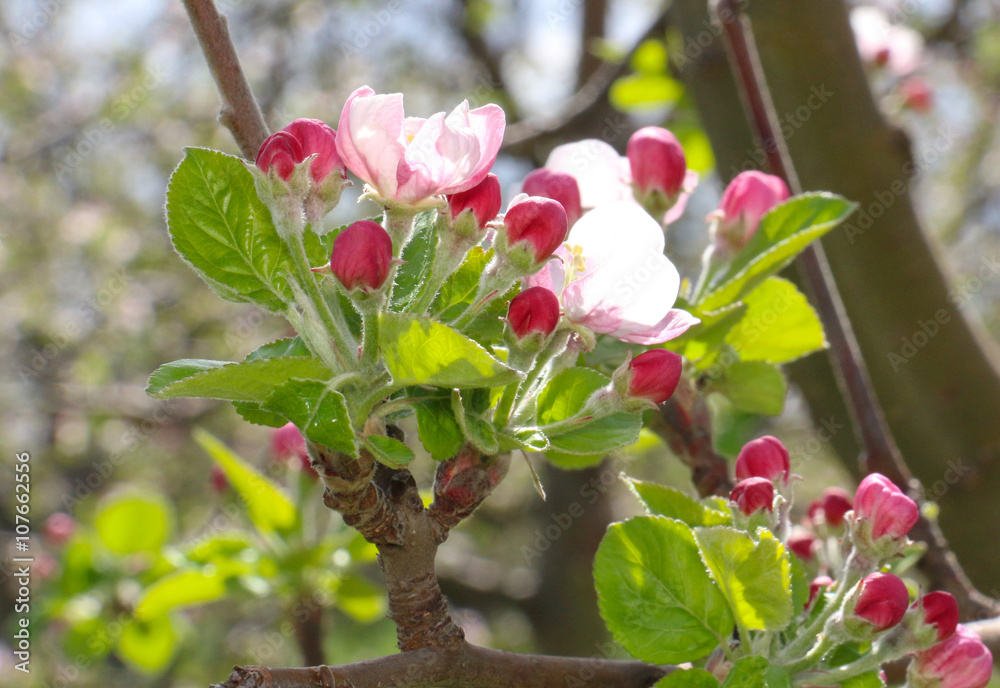 Obraz premium pink apple blossoms in april
