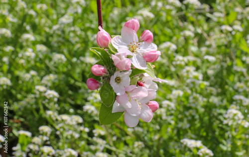 pink apple blossoms in april