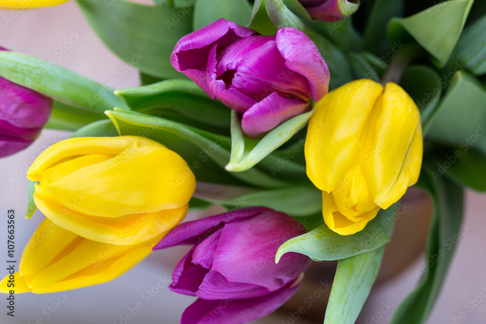 Fototapeta premium Purple and yellow tulip bouquet. More tulip on the grey backgrou