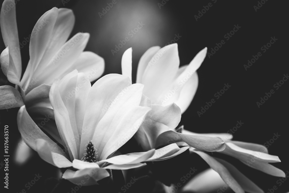 Naklejka premium kwiat magnolii na czarnym tle