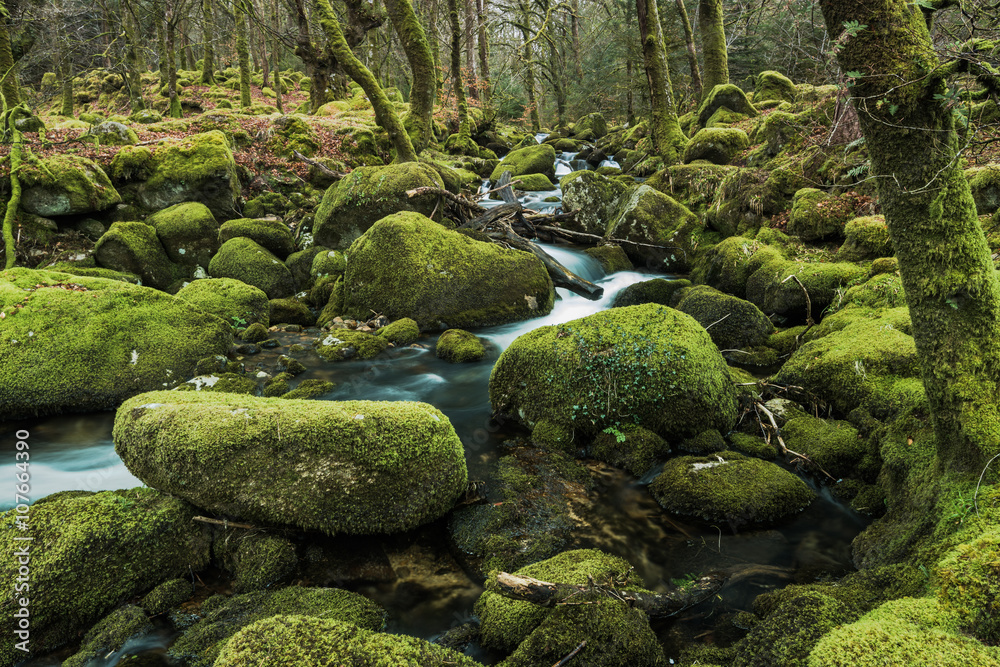 Ancient woodland with old trees and stones covered in moss.