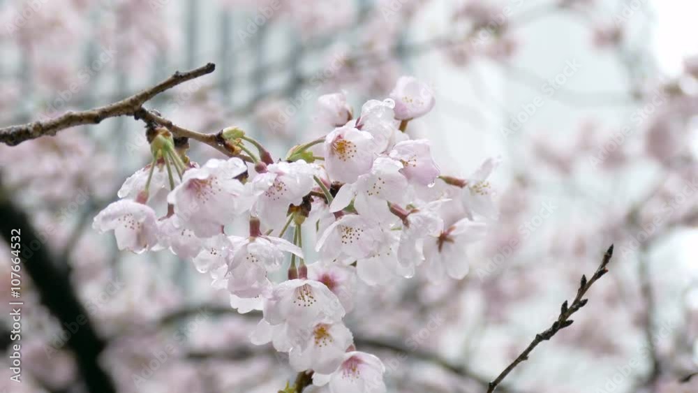 Raindrops on full blooming Somei Yoshino cherry blossoms in central Tokyo. Raindrops on full blooming Somei Yoshino cherry blossoms in central Tokyo.