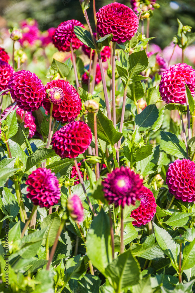 Obraz premium Beautiful dahlias in the garden. Sunny day.