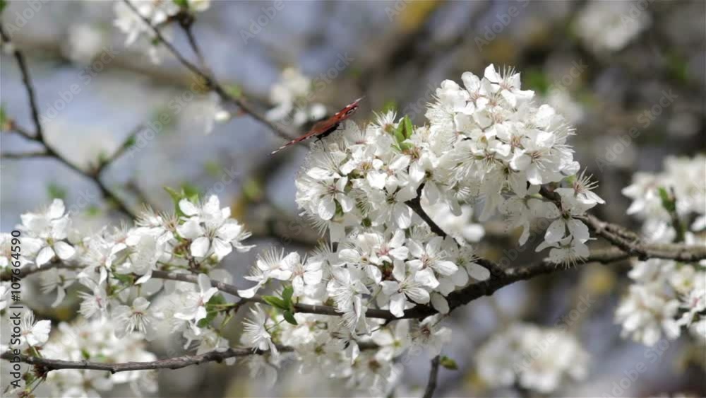 Butterfly On The Blooming plums/butterfly sitting on a flowering tree
Butterfly On The Blooming plums/butterfly sitting on a flowering tree