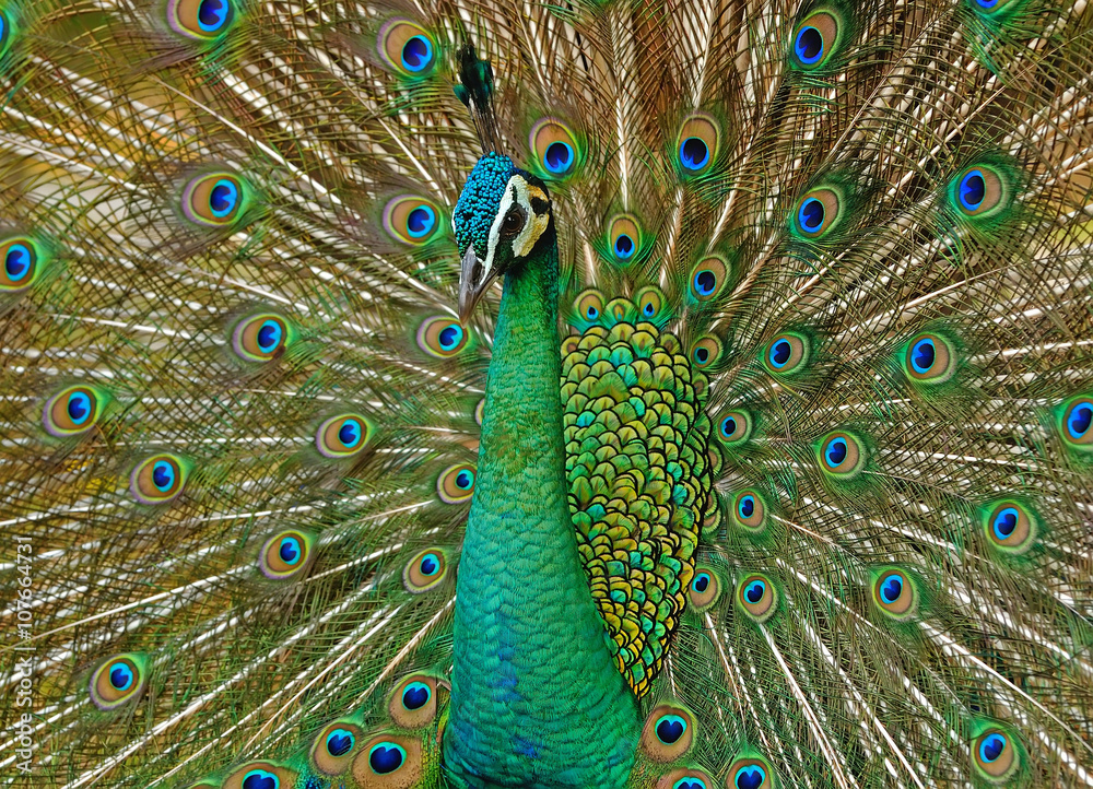 Obraz premium Portrait of beautiful peacock with feathers out