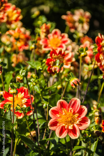 Beautiful dahlias in the garden. Sunny day.     © photomario1