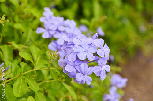 Wallpaper Mural flowers violet nature background color green group wallpaper Torontodigital.ca