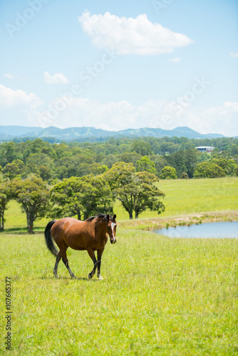 Fototapeta Naklejka Na Ścianę i Meble -  Horse in farm coutryside of NSW