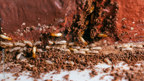 Close up termites or white ants