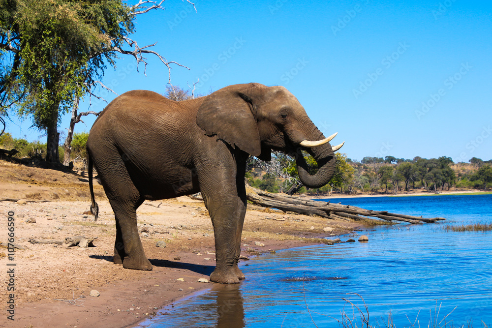 Fototapeta Słoń w Chobe