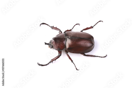 Fighting Beetle isolated on white background