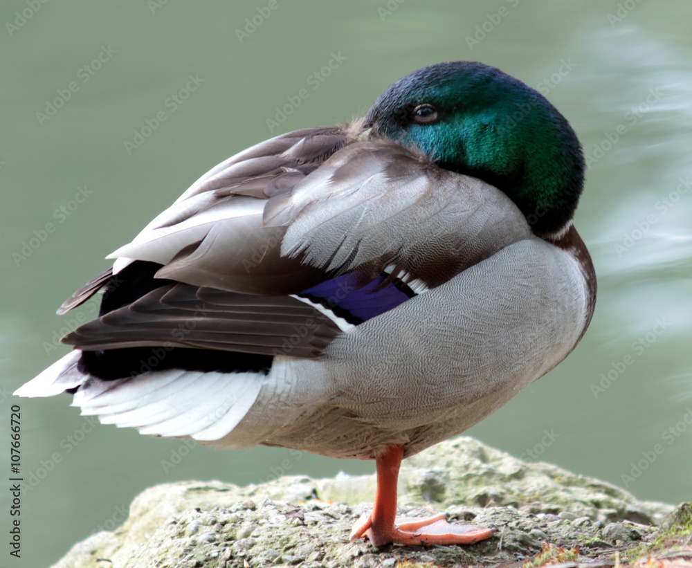 Obraz premium anatra