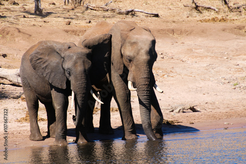 Elephant in the Chobe