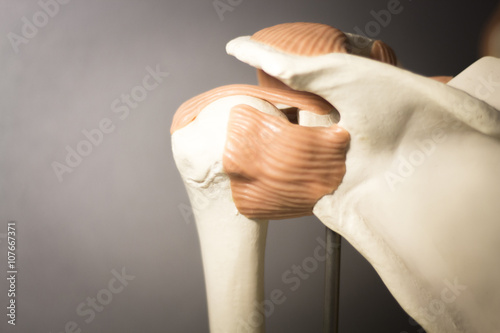 Shoulder joint meniscus model photo