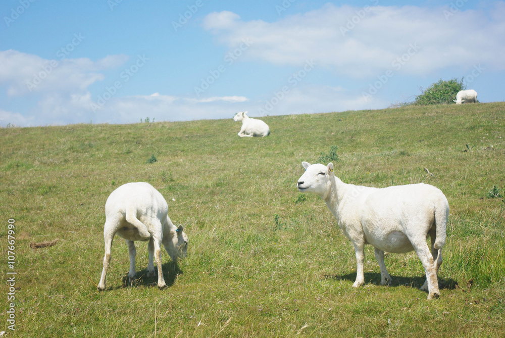 Obraz premium Seaford Sheep
