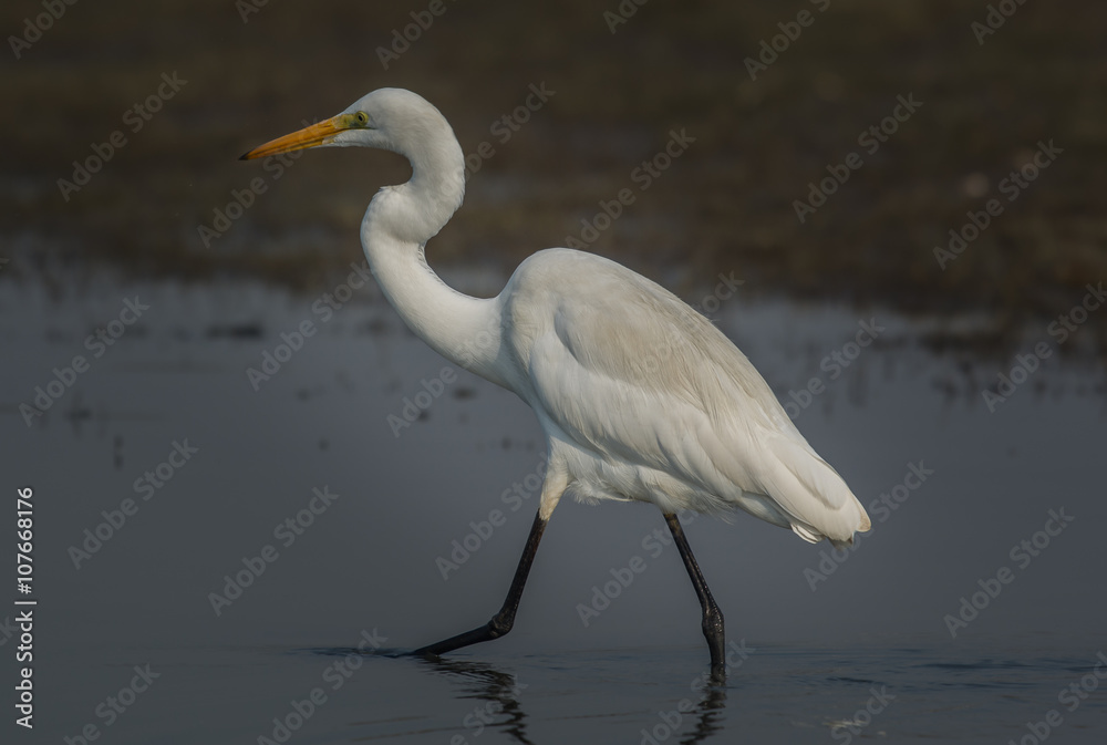 Great Egret bird walking on the water Great Egret bird walking on the water