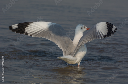 Black Headed gull with its wings spread and water as the background © sanjayd101