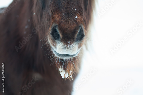 Muzzle of a beautiful brown horse in the winter on a pasture