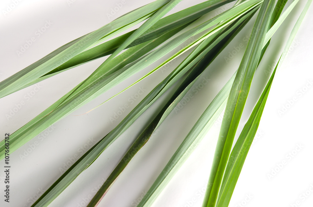 Fototapeta premium Lemon grass isolated on white background