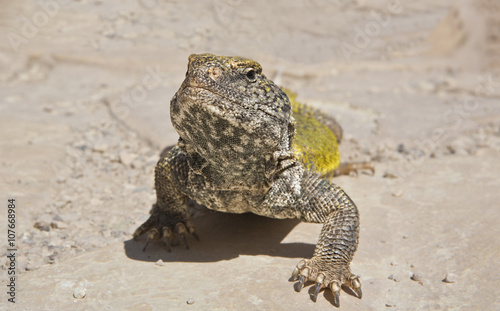 Φωτογραφία Saharan Spiny-tailed Lizard, Morocco
