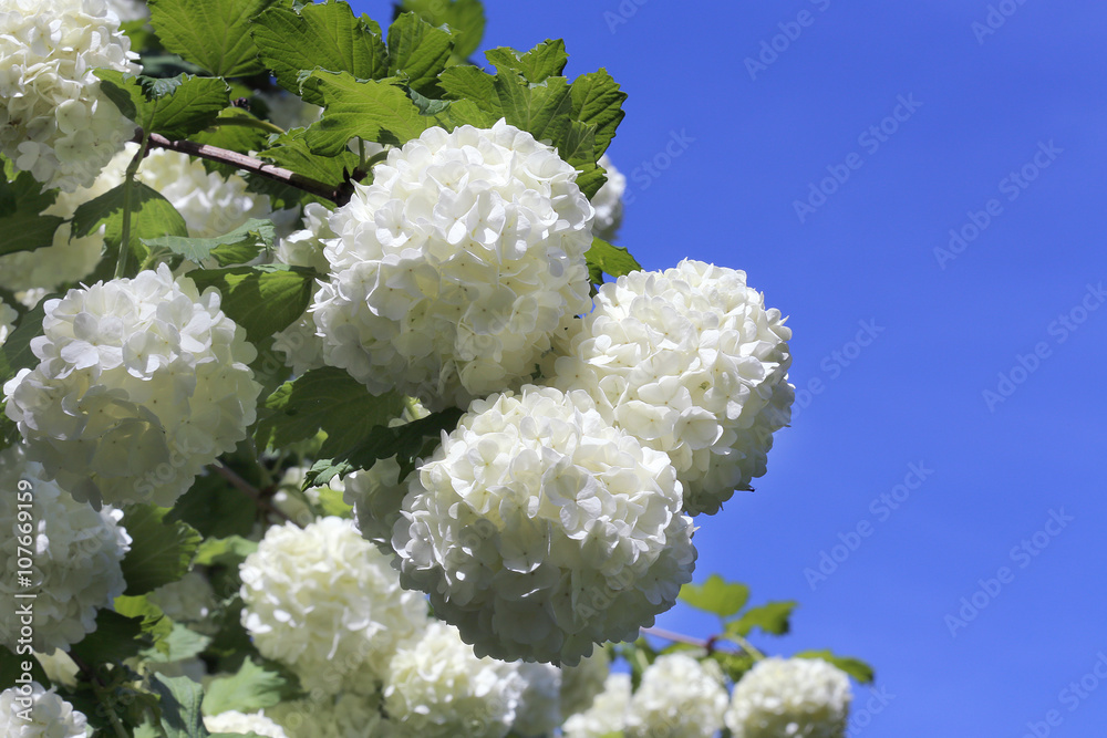 Fleurs Fleurs