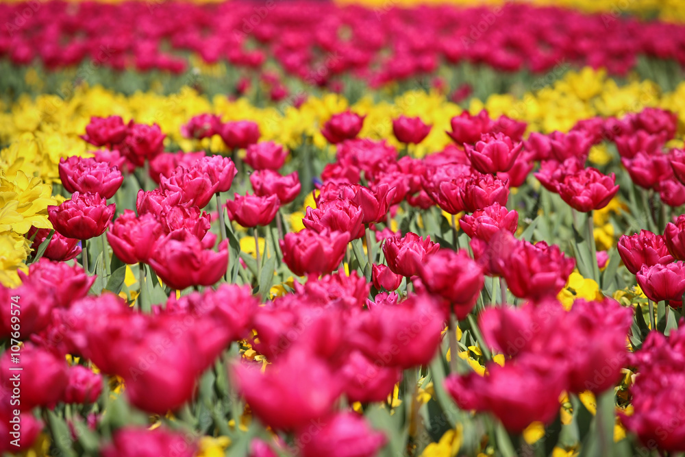 Spring meadow with pink and yellow tulips Spring meadow with pink and yellow tulips
